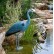 Heron Decoy