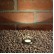 Kichler In-Ground Recessed LED Accent Light - 3000K 