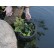 Floating Plant Island from Aquascape®