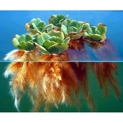 Floating Aquatic Plants & Oxygenators