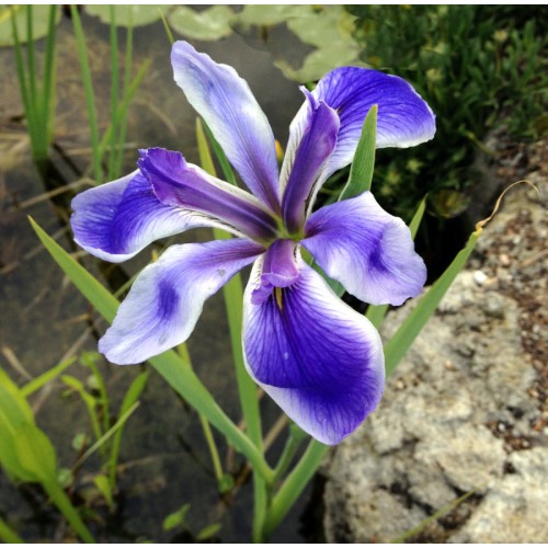 Marginals & Shallow Water Plants