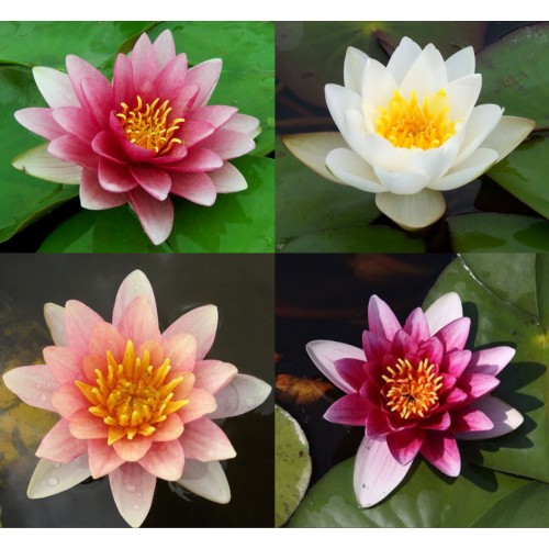 Hardy Water Lilies - Nymphaea - Potted