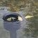 AquaSkim In-Pond Skimmer by Oase®