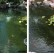 Pond Shock™ Concentrated Bacteria Balls by CrystalClear®