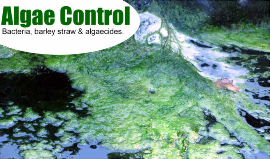 Algae Control