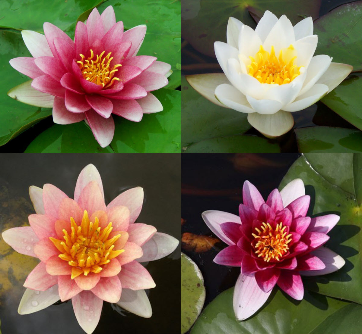 Hardy Water Lilies- Hardfy Water Lily